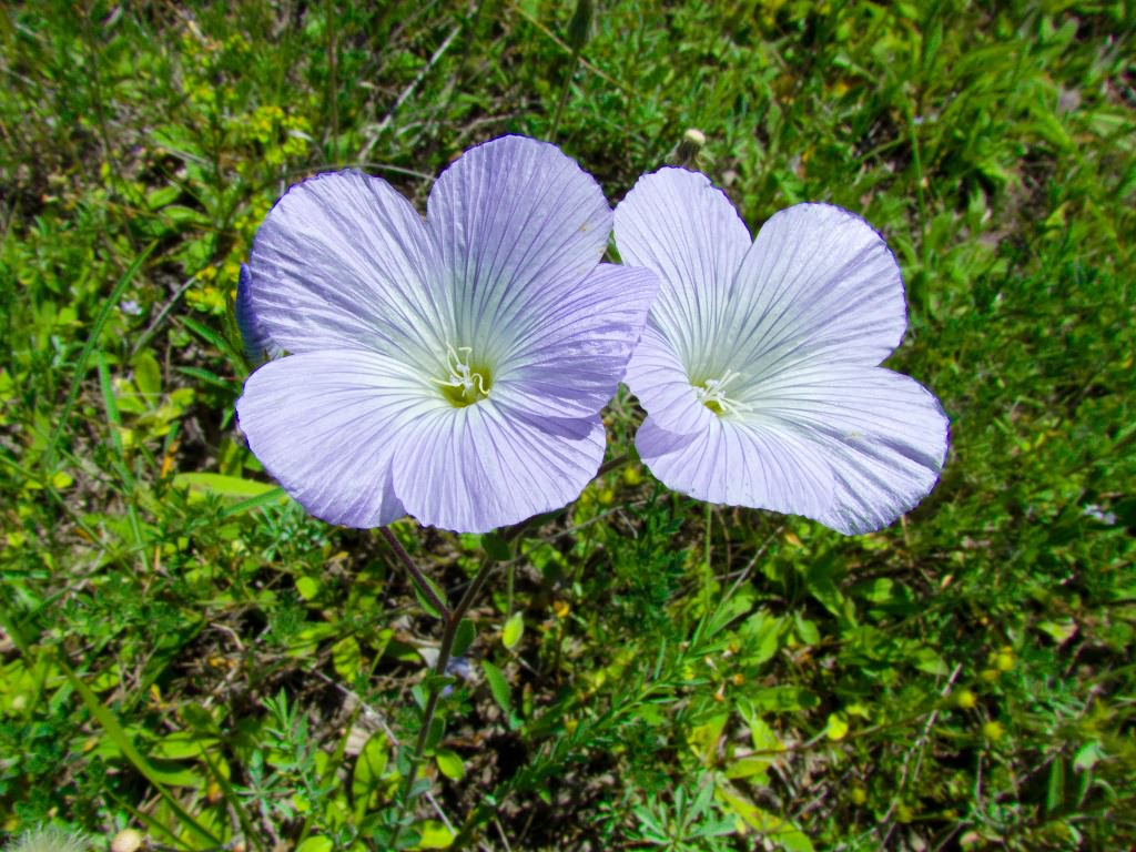Linum hirsutum L.
